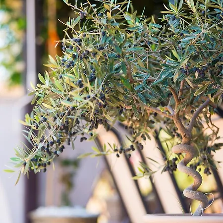 Ioanna Apartment Potos